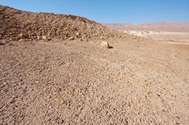 arazi