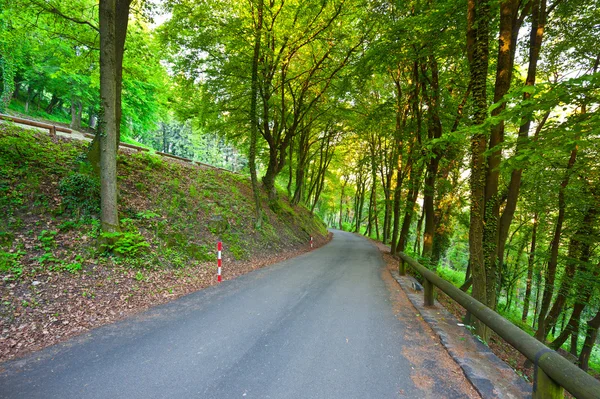 Skog — Stockfoto