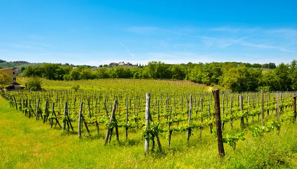 Weinberg — Stockfoto