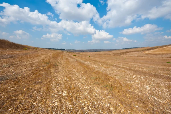 Palestine — Stock Photo, Image