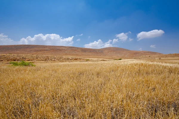 Palestina — Foto de Stock