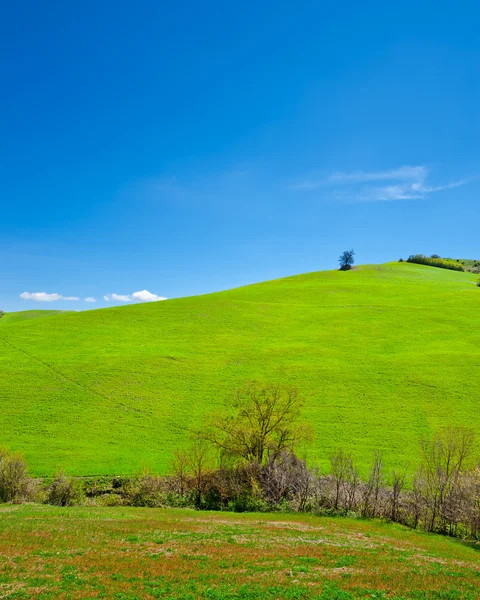 Зеленые луга — стоковое фото