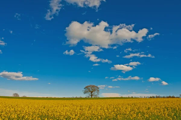 Weiden — Stockfoto