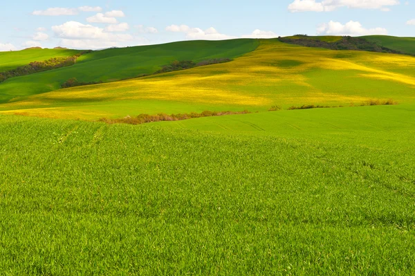 Verde e giallo — Foto Stock