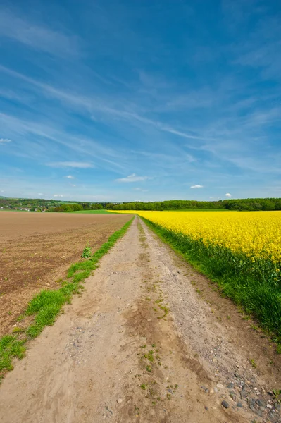 Campos de Lucerna — Foto de Stock