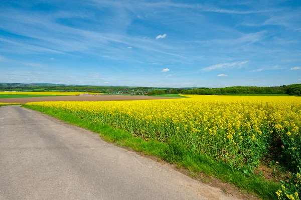 Yellow Fields — Stock Photo, Image