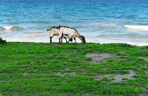 罗兹 goats — 图库照片