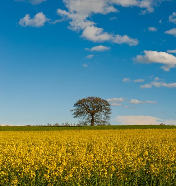 De boom — Stockfoto