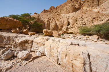 Çölün ortasında bahar