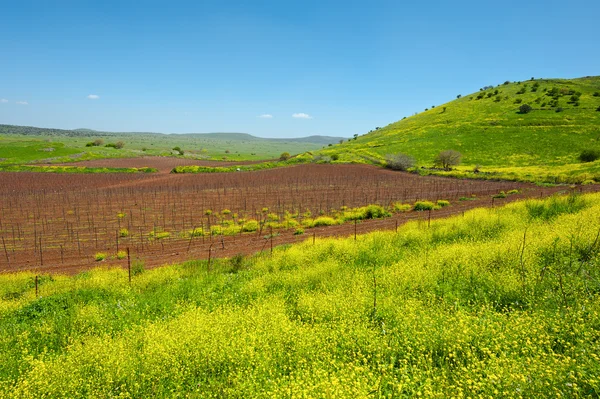 Vinhas de Golan Heights — Fotografia de Stock