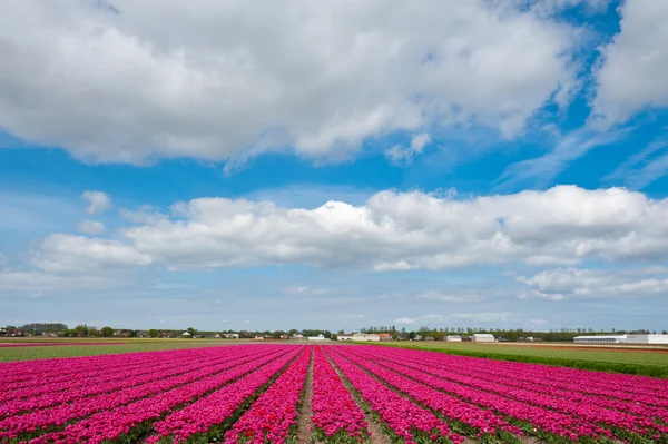 Stagione di Tulipani — Foto Stock