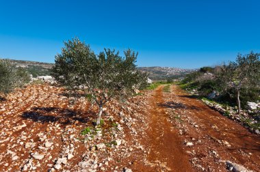 Celile zeytin