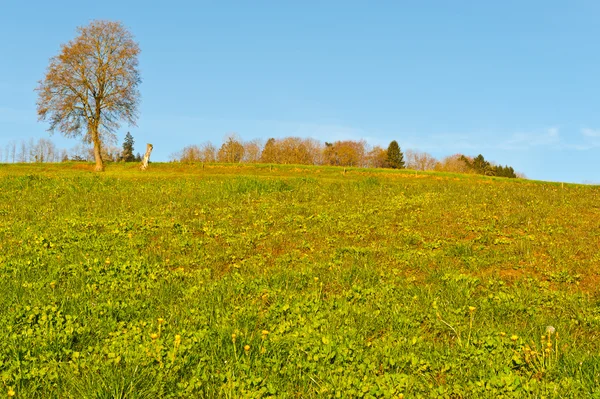 Les prairies de Suisse — Photo