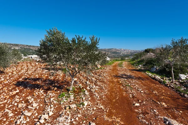 Olive of Galilee — Stock Photo, Image