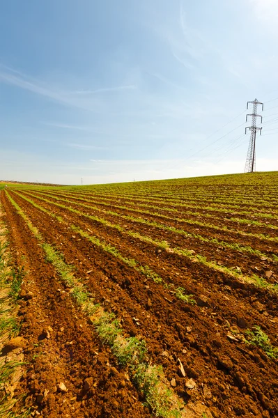 Mastro no campo — Fotografia de Stock