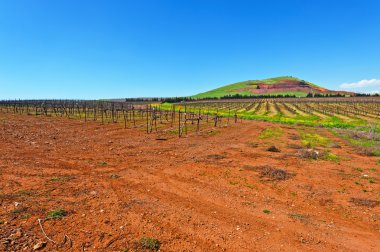 satır Vines