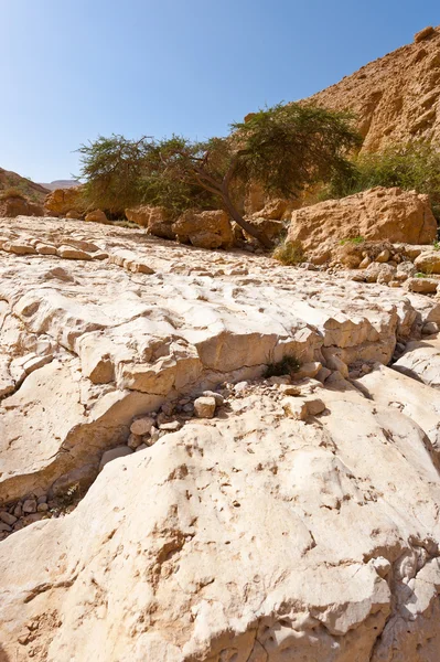 Pedras no deserto — Fotografia de Stock