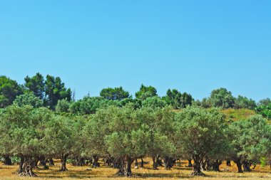 zeytin ağaçları