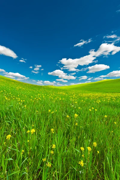 Cielo e prato — Foto Stock