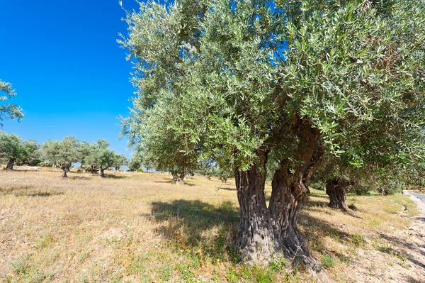 Olijfboom — Stockfoto