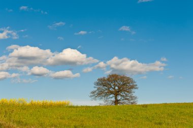 gökyüzü ve ağaç
