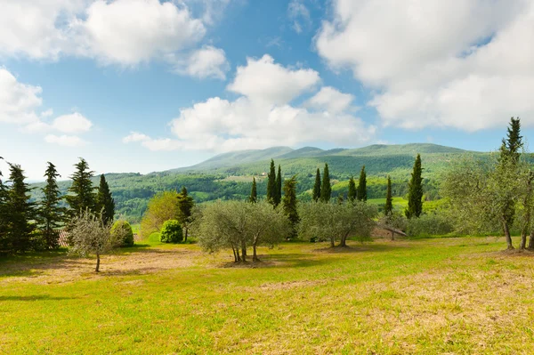 Olijfbomen — Stockfoto