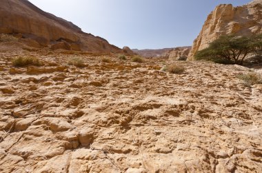 ortadoğu