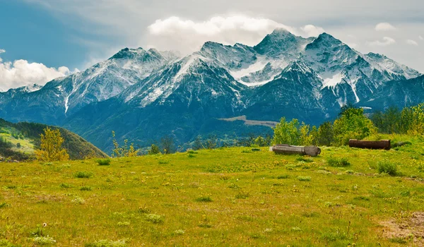 Sankt Bernard – stockfoto