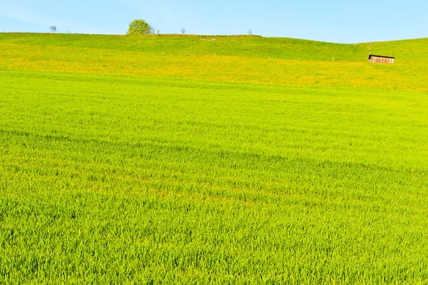 Pastures — Stock Photo, Image