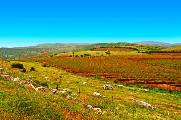 Alturas de Golã — Fotografia de Stock