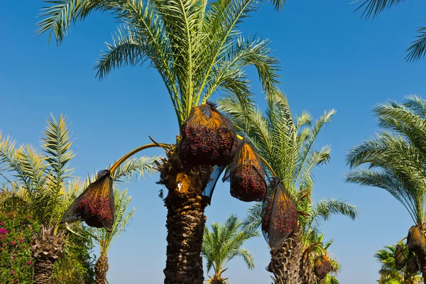 Palme da data — Foto Stock