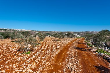 Olive grove