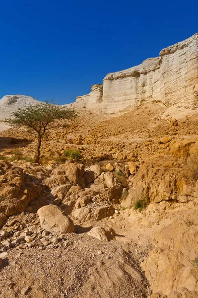 Schlucht — Stockfoto