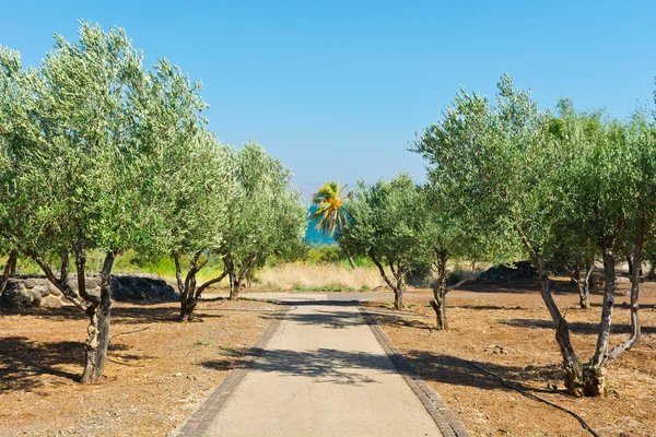 Kinneret — Stock Photo, Image