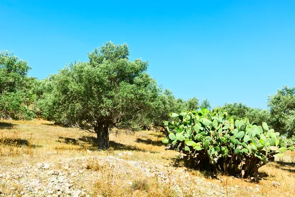 Olivy a opuntia — Stock fotografie