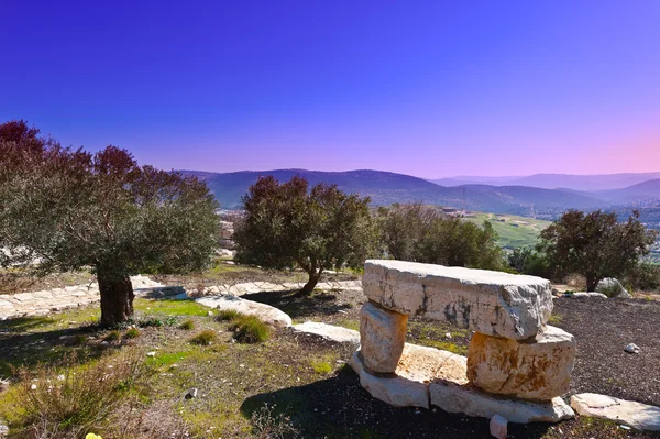 Olive grove — Stok fotoğraf