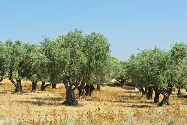 Olive Grove — Stock Photo, Image