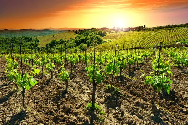 Vineyard — Stock Photo, Image