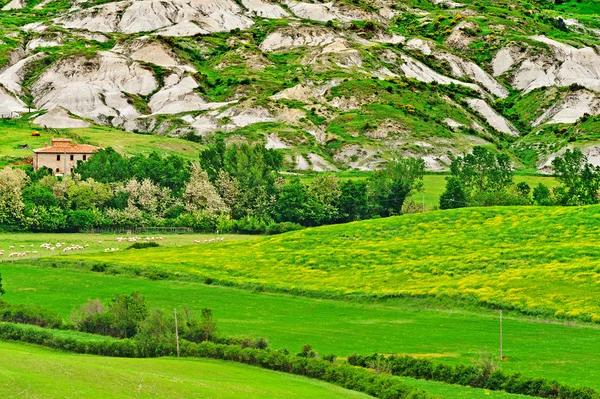 Ängar — Stockfoto