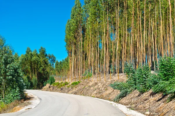 Estrada de asfalto florestal — Fotografia de Stock