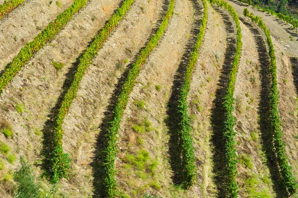 Terraço — Fotografia de Stock