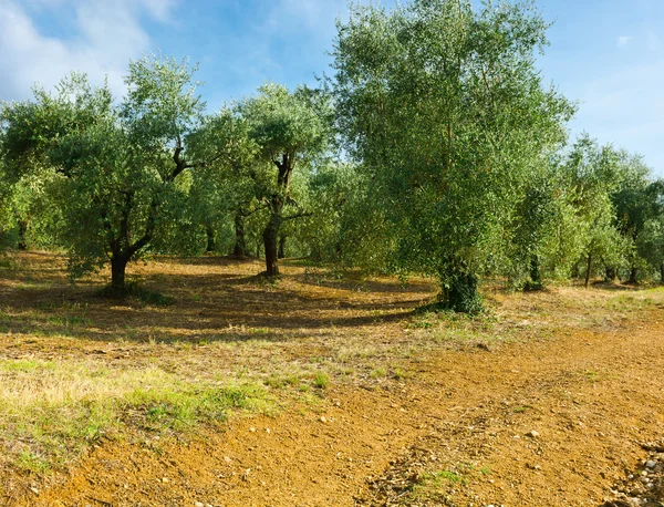 Olive Grove — Stock Photo, Image