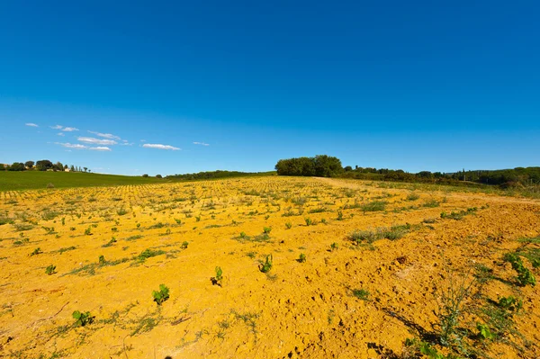 Vigneto giovane — Foto Stock