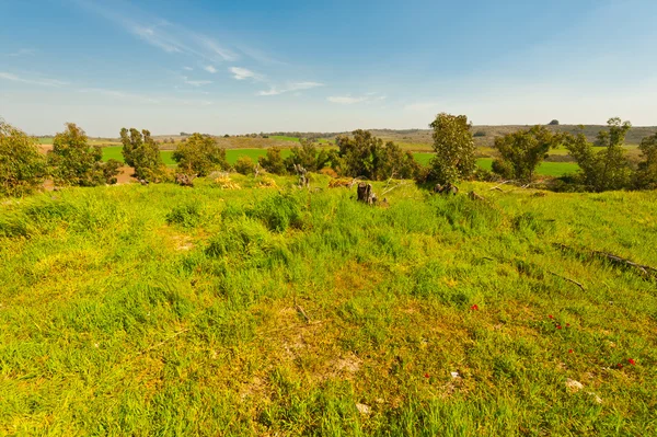 Fields — Stock Photo, Image