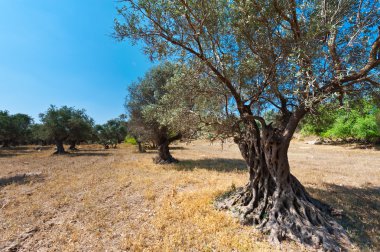 Olive grove