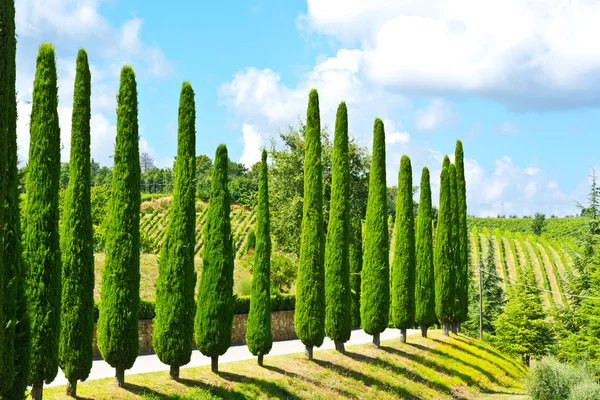 Colline de Toscane avec vignobles et cyprès — Photo