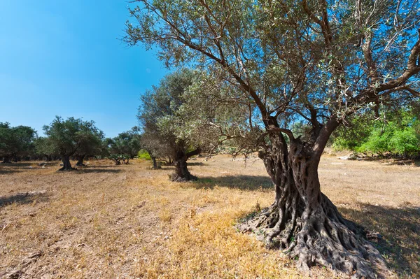 Оливковая роща — стоковое фото