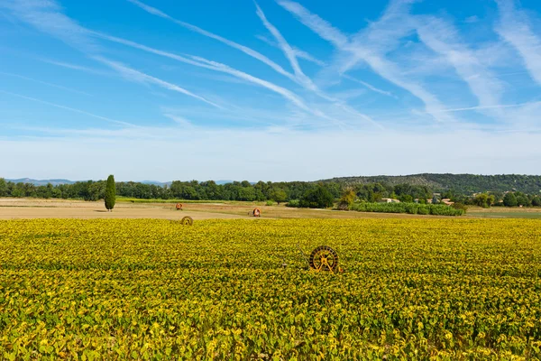 Zonnebloem — Stockfoto