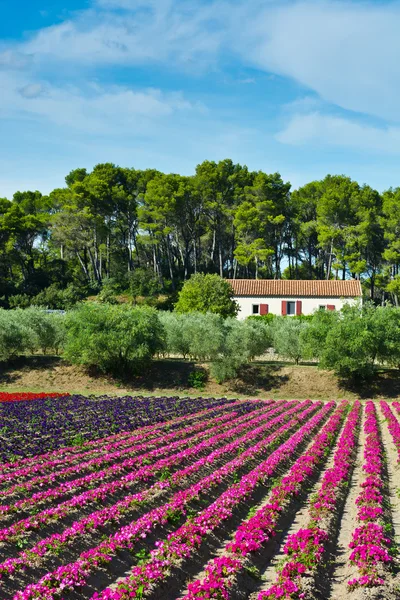 Camas de flores —  Fotos de Stock