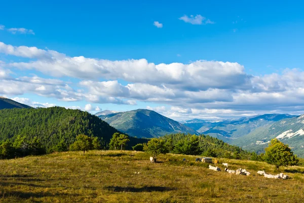 Pasture — Stock Photo, Image